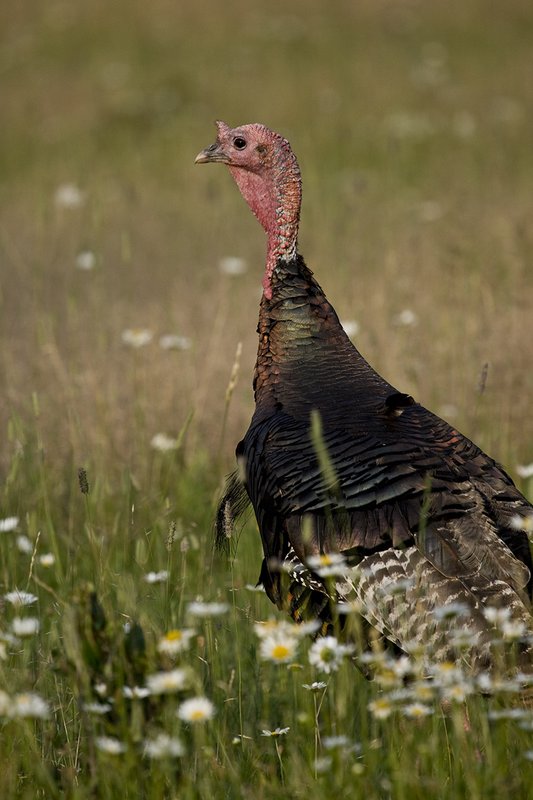 ©TC-Wild Turkey Summer-D00977-00001.jpg :: Wild Turkey Gobbler standing alertly in tall grass and daisy flowers in bloom during summer