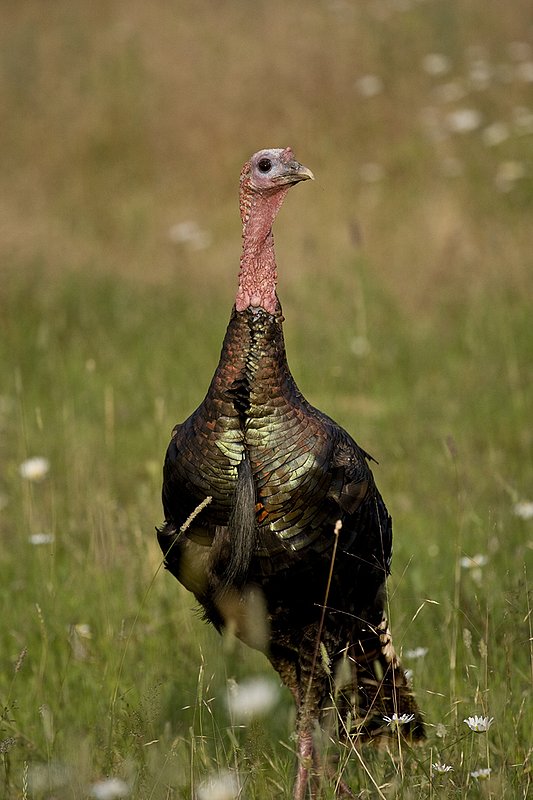 ©TC-Wild Turkey Summer-D00977-00003.jpg :: Wild Turkey Gobbler standing alertly in tall grass and daisy flowers in bloom during summer