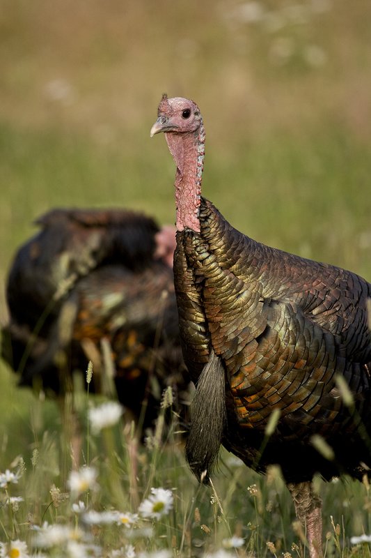 ©TC-Wild Turkey Summer-D00977-00005.jpg :: Wild Turkey Gobbler standing alertly in tall grass and daisy flowers in bloom during summer