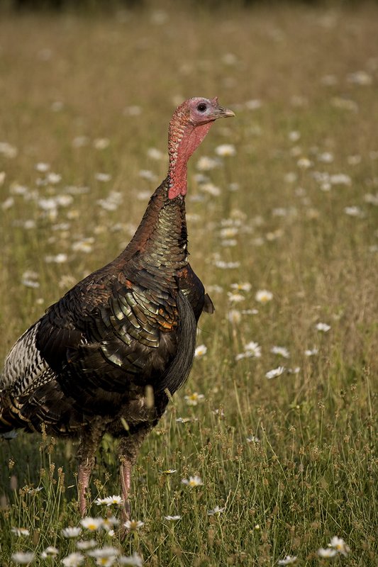 ©TC-Wild Turkey Summer-D00977-00006.jpg :: Wild Turkey Gobblers standing alertly in tall grass and daisy flowers in bloom during summer