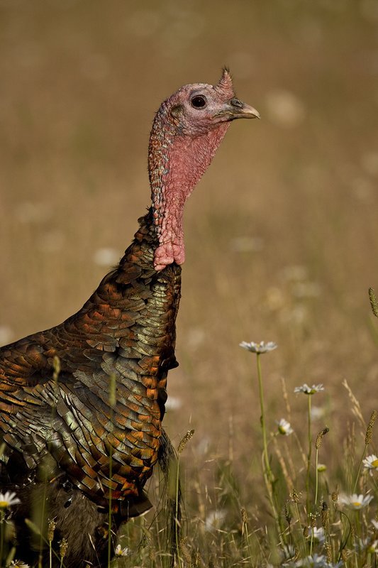 ©TC-Wild Turkey Summer-D00977-00011.jpg :: Wild Turkey Gobbler standing alertly in tall grass and daisy flowers in bloom during summer