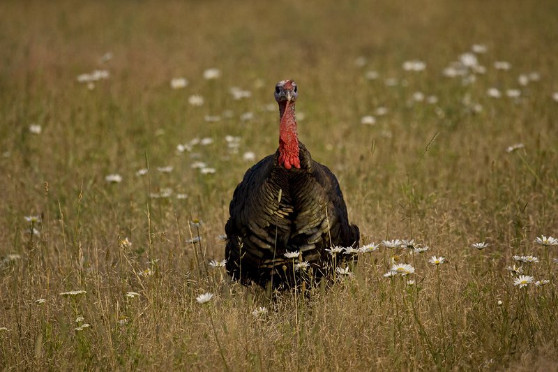 ©TC-Wild Turkey Summer-D00977-00012.jpg :: Wild Turkey Gobbler standing alertly in tall grass and daisy flowers in bloom during summer