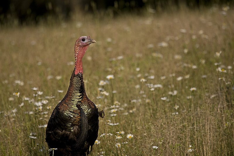 ©TC-Wild Turkey Summer-D00977-00014.jpg :: Wild Turkey Gobblers standing alertly in tall grass and daisy flowers in bloom during summer