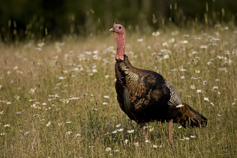 ©TC-Wild Turkey Summer-D00977-00016.jpg :: Wild Turkey Gobblers standing alertly in tall grass and daisy flowers in bloom during summer