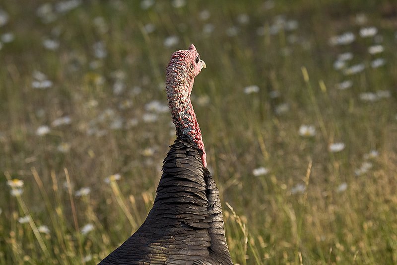©TC-Wild Turkey Summer-D00977-00020.jpg :: Wild Turkey Gobblers standing alertly in tall grass and daisy flowers in bloom during summer