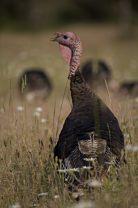 ©TC-Wild Turkey Summer-D00977-00021.jpg :: Wild Turkey Gobblers standing alertly in tall grass and daisy flowers in bloom during summer