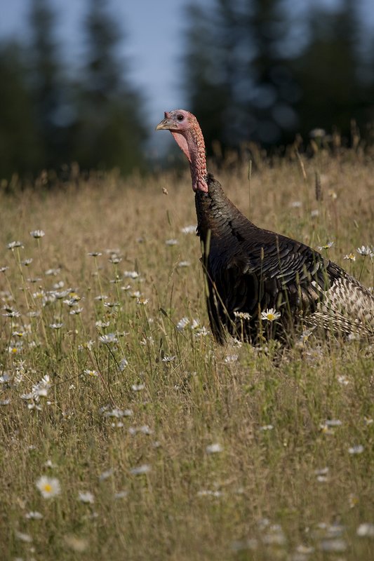 ©TC-Wild Turkey Summer-D00977-00023.jpg :: Wild Turkey Gobblers standing alertly in tall grass and daisy flowers in bloom during summer