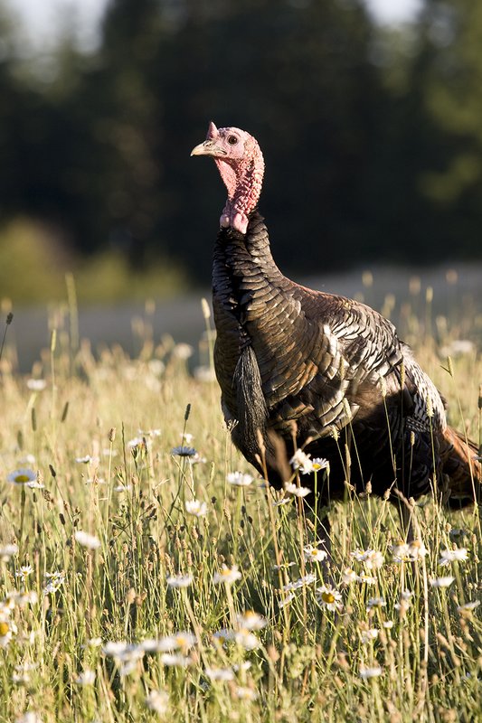 ©TC-Wild Turkey Summer-D00977-00024.jpg :: Wild Turkey Gobblers standing alertly in tall grass and daisy flowers in bloom during summer