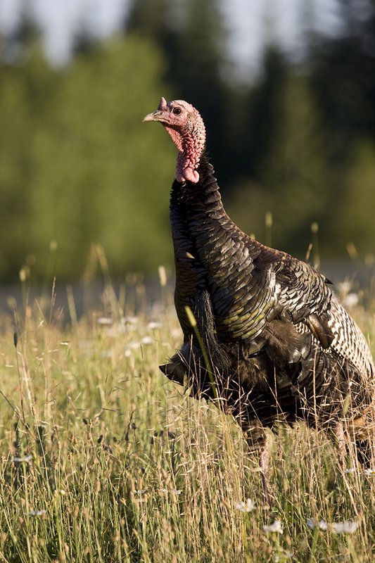 ©TC-Wild Turkey Summer-D00977-00033.jpg :: Wild Turkey Gobblers standing alertly in tall grass and daisy flowers in bloom during summer