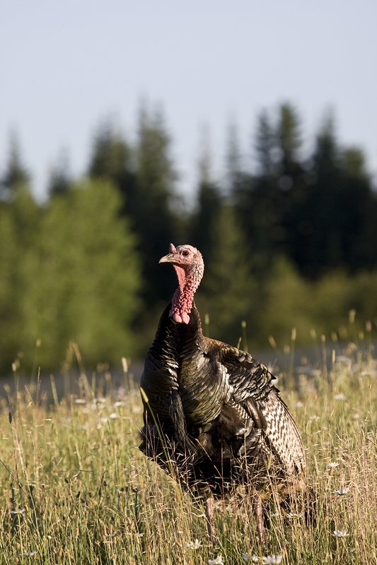 ©TC-Wild Turkey Summer-D00977-00036.jpg :: Wild Turkey Gobblers standing alertly in tall grass and daisy flowers in bloom during summer