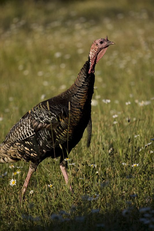 ©TC-Wild Turkey Summer-D00977-00038.jpg :: Wild Turkey Gobblers standing alertly in tall grass and daisy flowers in bloom during summer