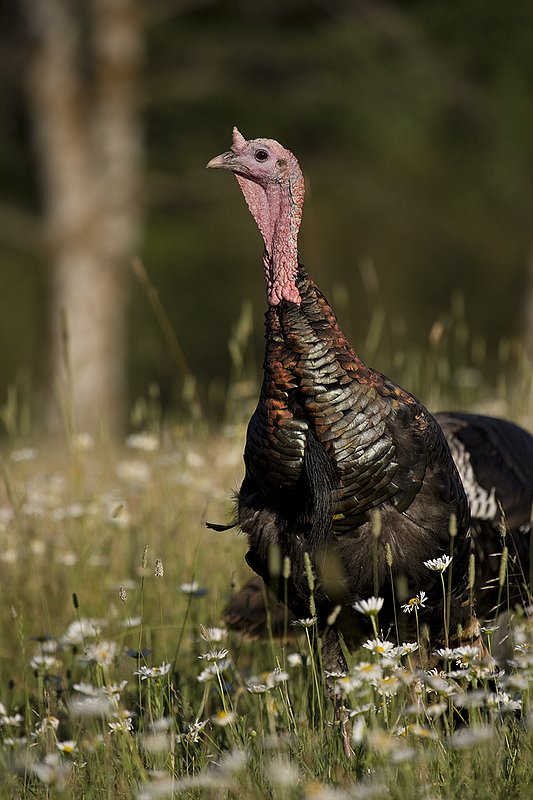 ©TC-Wild Turkey Summer-D00977-00039.jpg :: Wild Turkey Gobblers standing alertly in tall grass and daisy flowers in bloom during summer