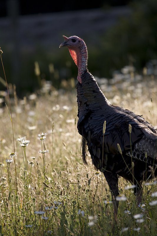 ©TC-Wild Turkey Summer-D00977-00045.jpg :: Wild Turkey Gobblers standing alertly in tall grass and daisy flowers in bloom during summer