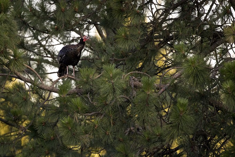 ©TC-Wild Turkey Summer-D00977-00136.jpg :: Wild Turkey Gobbler perched in tree as first rays of morning light come light up tree