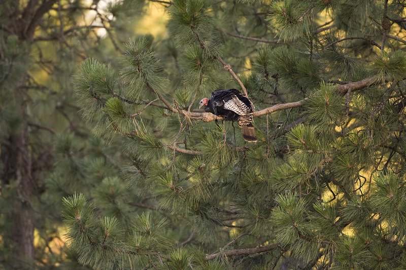 ©TC-Wild Turkey Summer-D00977-00137.jpg :: Wild Turkey Gobbler perched in tree as first rays of morning light come light up tree