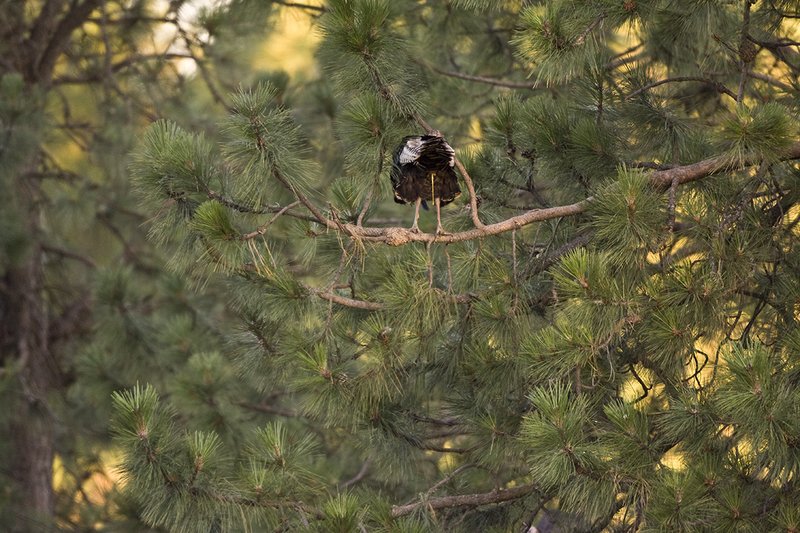 ©TC-Wild Turkey Summer-D00977-00138.jpg :: Wild Turkey Gobbler perched in tree defecating as first rays of morning light come light up tree