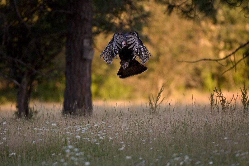 ©TC-Wild Turkey Summer-D00977-00141.jpg