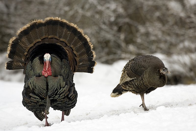 ©TC-Wild Turkey in Snow-D00980-00318.jpg :: Long bearded Wild Turkey Gobbler sturtting in full display in fresh snow for a feeding hen