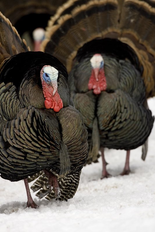 ©TC-Wild Turkey in Snow-D00980-00330.jpg :: Long bearded Wild Turkey Gobblers strutting in full display in fresh snow