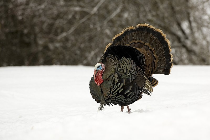 ©TC-Wild Turkey in Snow-D00980-00374.jpg :: Long bearded Wild Turkey Gobbler strutting in full display in fresh snow