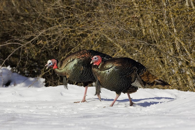 ©TC-Wild Turkey in Snow-D00980-00453.jpg :: Wild Turkey Gobblers pair walking on top of snow at edge of brush