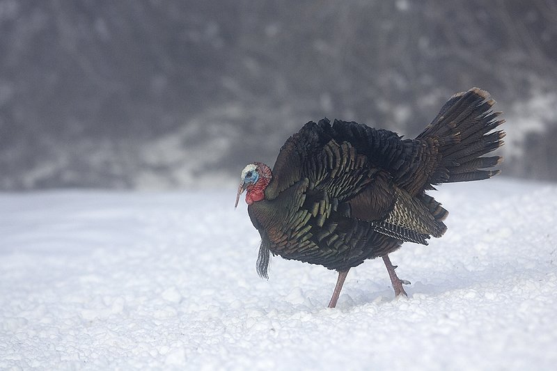 ©TC-Wild Turkey in Snow-D00980-00774.jpg :: Wild Turkey Longbeared gobbler on fresh snow with fog hanging in th air