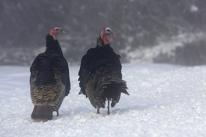 ©TC-Wild Turkey in Snow-D00980-00786.jpg :: Wild Turkey Longbeared gobbler on fresh snow with fog hanging in th air
