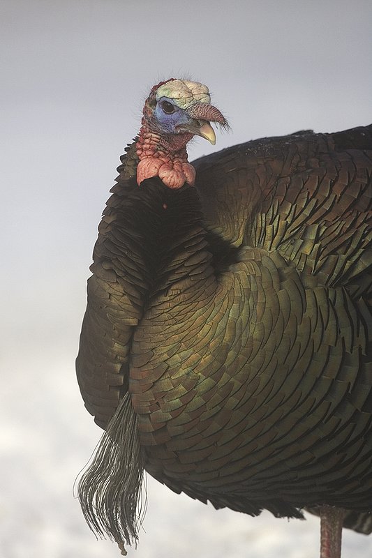 ©TC-Wild Turkey in Snow-D00980-00798.jpg :: Wild Turkey Longbeared gobbler on fresh snow with fog hanging in th air