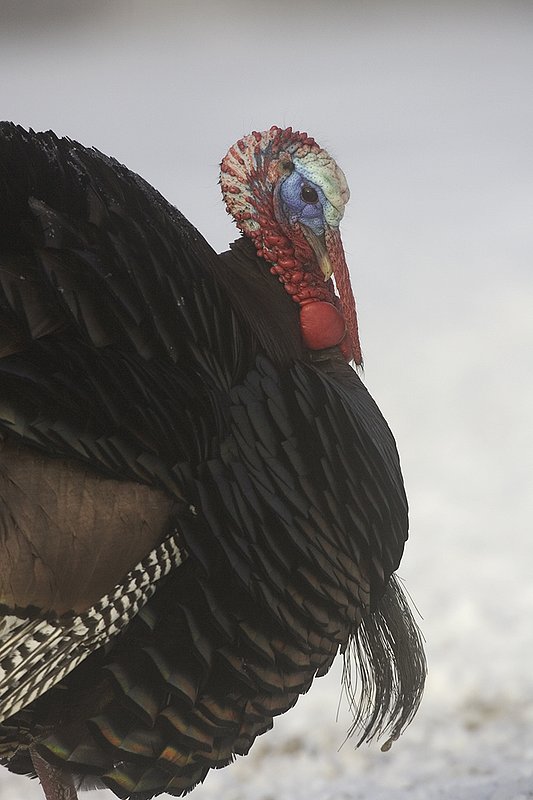 ©TC-Wild Turkey in Snow-D00980-00803.jpg :: Wild Turkey Longbeared gobbler on fresh snow with fog hanging in th air