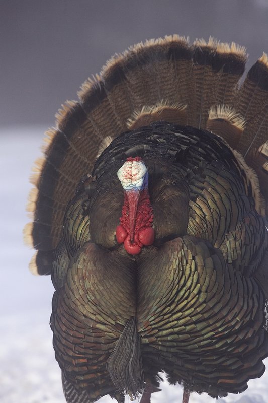 ©TC-Wild Turkey in Snow-D00980-00813.jpg :: Wild Turkey Longbeared gobbler on fresh snow with fog hanging in th air