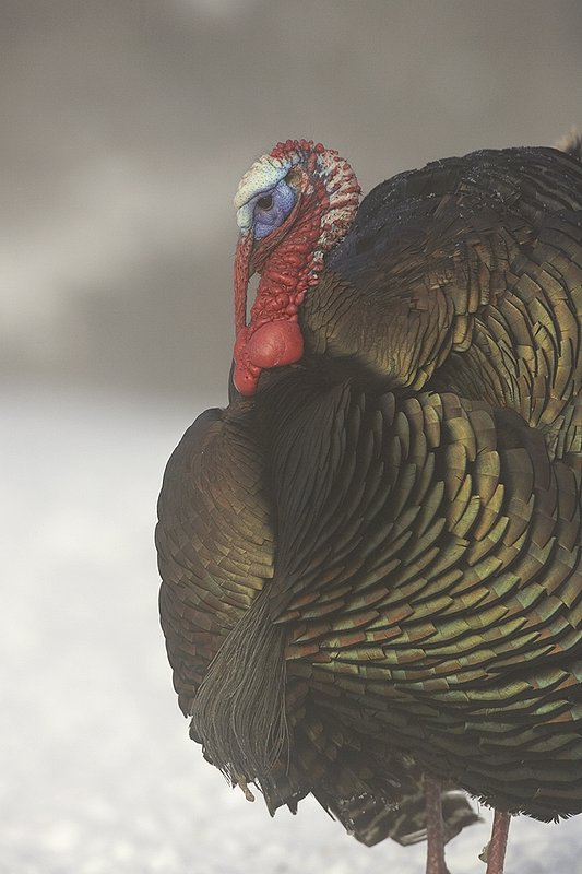 ©TC-Wild Turkey in Snow-D00980-00828.jpg :: Wild Turkey Longbeared gobbler on fresh snow with fog hanging in th air
