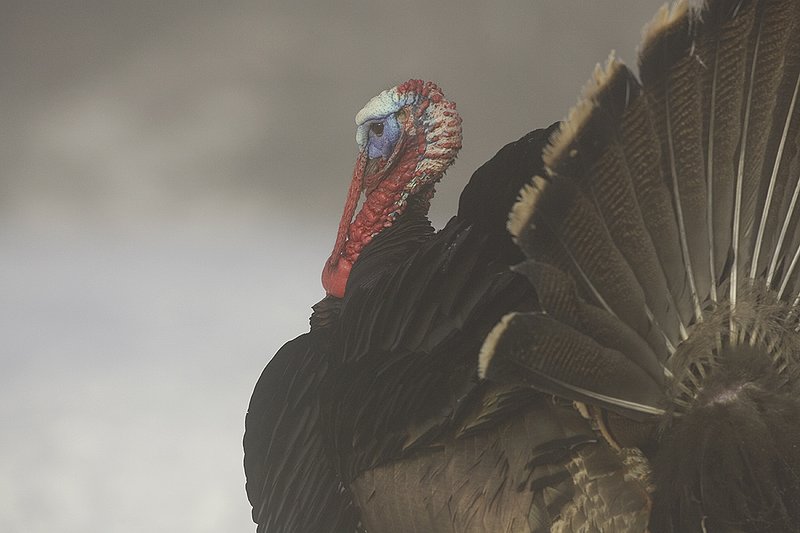 ©TC-Wild Turkey in Snow-D00980-00846.jpg :: Wild Turkey Longbeared gobbler on fresh snow with fog hanging in th air
