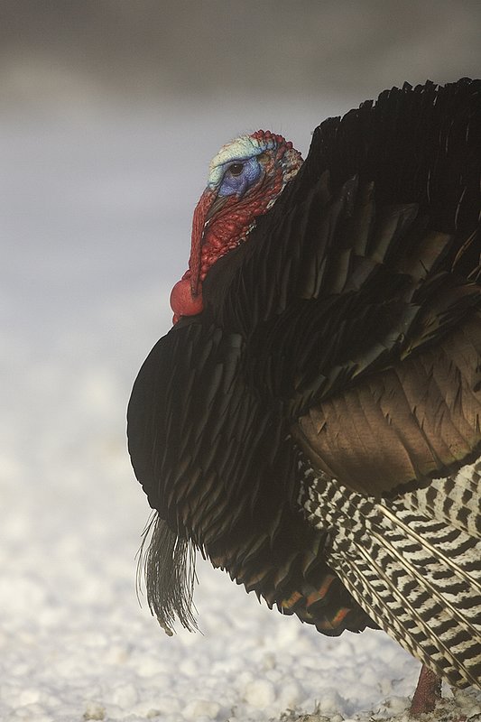 ©TC-Wild Turkey in Snow-D00980-00855.jpg :: Wild Turkey Longbeared gobbler on fresh snow with fog hanging in th air