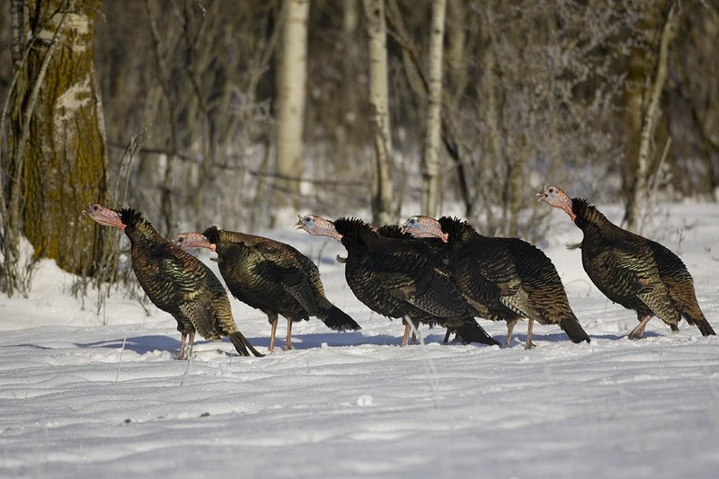 ©TC-Wild Turkey in Snow-D00980-00933.jpg :: Wild Turkey Jakes on snowpack gobbling in unison