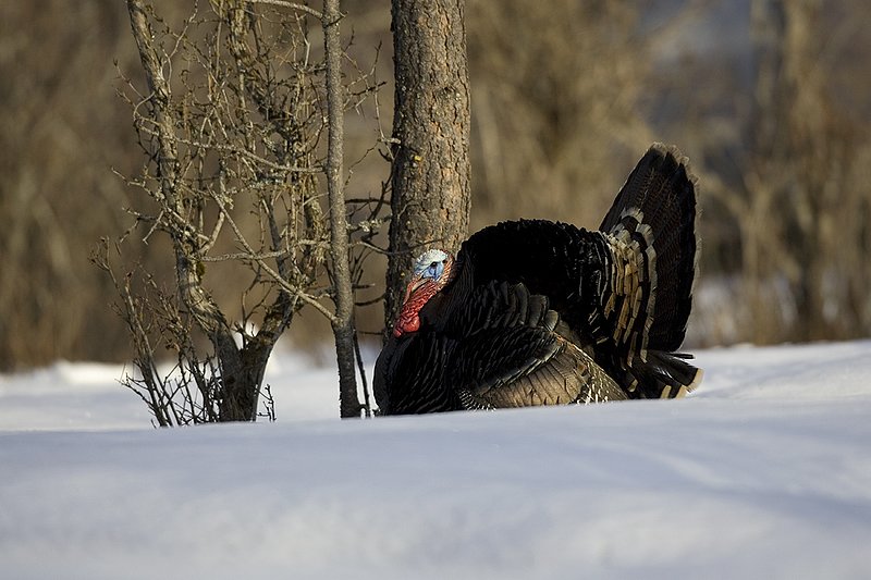 ©TC-Wild Turkey in Snow-D00980-00969.jpg :: Wild Turkey Longbeard strutting on snowpack in brush