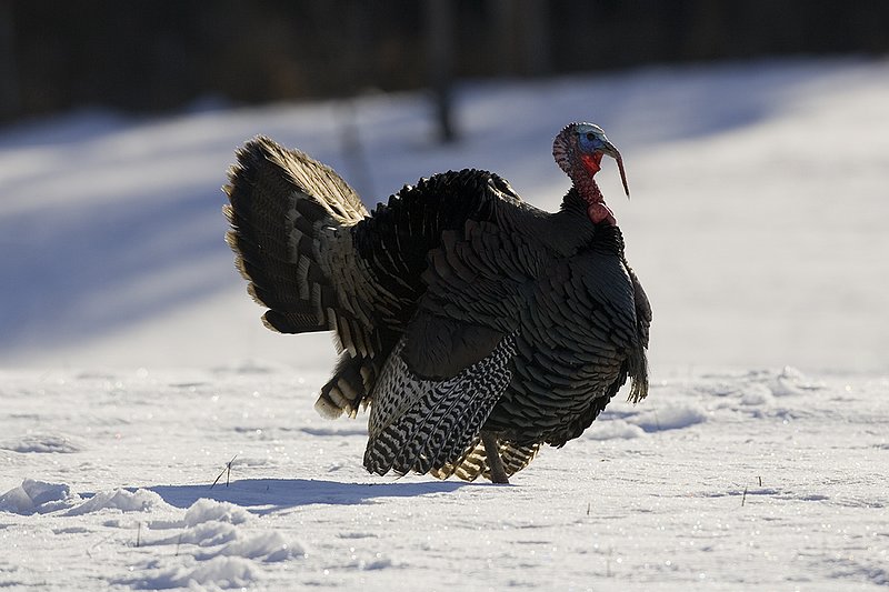 ©TC-Wild Turkey in Snow-D00980-01023.jpg :: Wild Turkey Longbeard strutting on snowpack back lighting on the bird