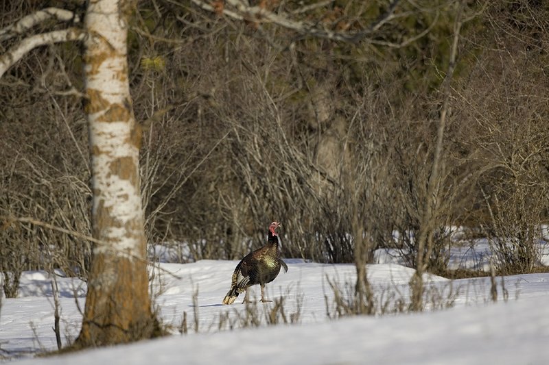 ©TC-Wild Turkey in Snow-D00980-01080.jpg :: Wild Turkey Longbeard  at edge of field on crusted snow