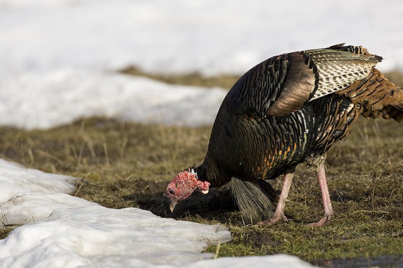 ©TC-Wild Turkey in Snow-D00980-01095.jpg :: Wild Turkey Longbeard in open field where spots have melted allowing them access to insects in the grass