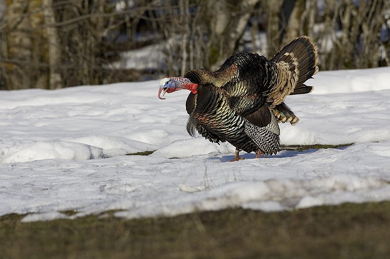 ©TC-Wild Turkey in Snow-D00980-01109.jpg :: Wild Turkey Longbeard displaying and gobbling at edge of field with patches of snow remailing from winter