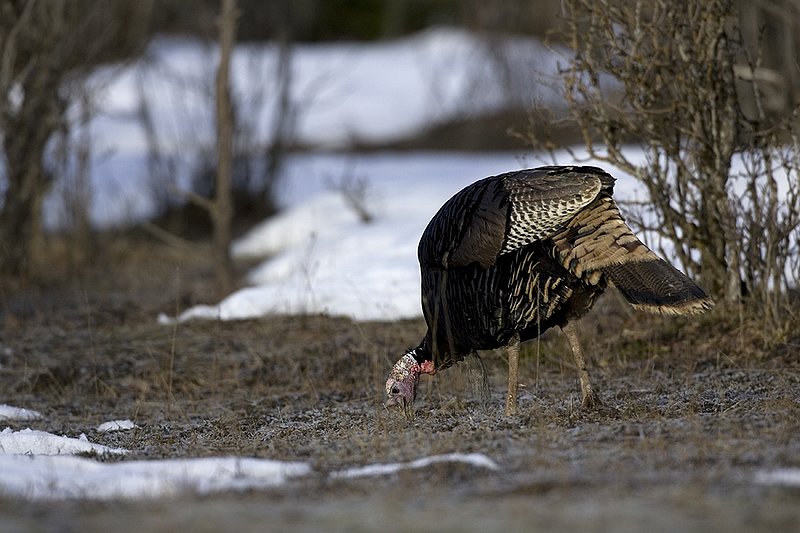 ©TC-Wild Turkey in Snow-D00980-01188.jpg :: Wild Turkey Longbeard fedding on patch of bare ground opened up at edge of a field with patches of snow remaling from winter