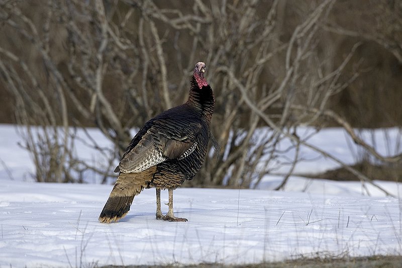 ©TC-Wild Turkey in Snow-D00980-01191.jpg :: Wild Turkey Longbeard standing at edge of a field on patch of snow remaling from winter