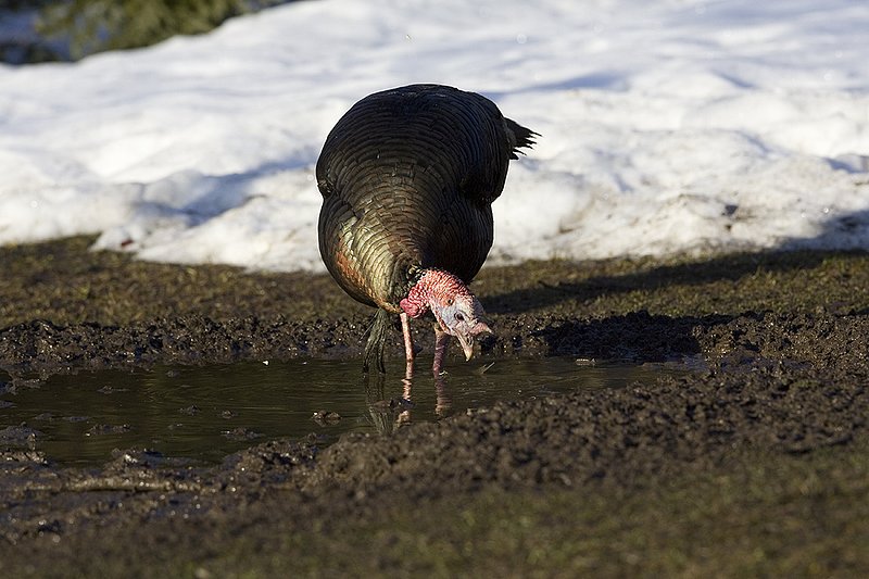 ©TC-Wild Turkey in Snow-D00980-01232.jpg :: Wild Turkey Longbeard drinking from some open water at edge of snowfield