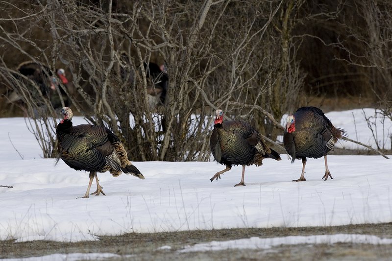 ©TC-Wild Turkey in Snow-D00980-01332.jpg