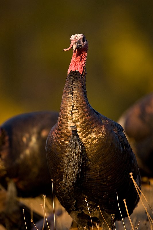 ©TC-Wild Turkeys Fall-D00983-00341.jpg :: Wild turkey gobbler in an open field near edge of timber/aspens that have turned gold with fall colors