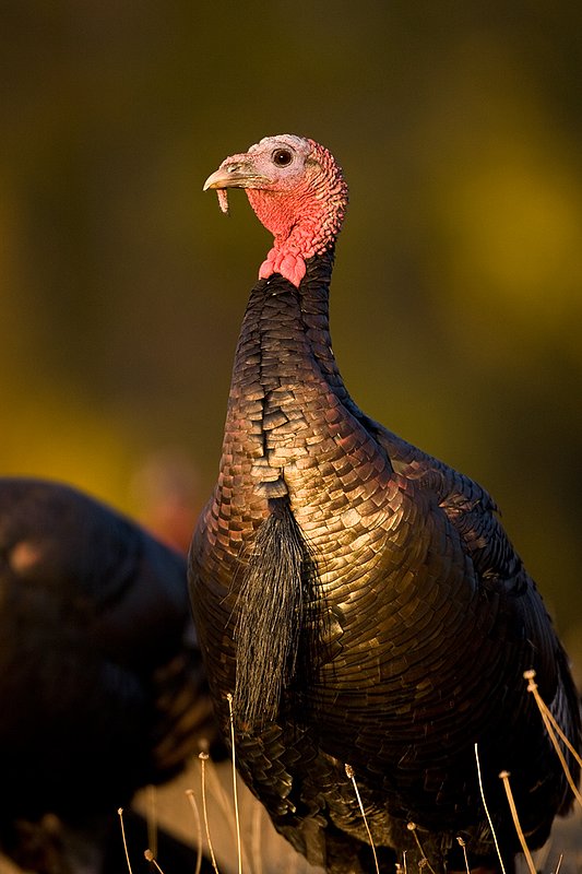 ©TC-Wild Turkeys Fall-D00983-00344.jpg :: Wild turkey gobbler in an open field near edge of timber/aspens that have turned gold with fall colors