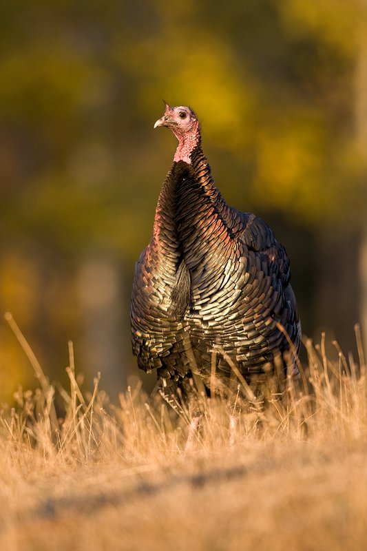 ©TC-Wild Turkeys Fall-D00983-00351.jpg :: Wild turkey gobbler in an open field near edge of timber/aspens that have turned gold with fall colors