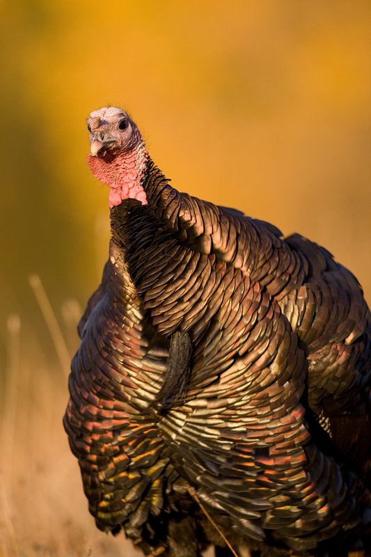©TC-Wild Turkeys Fall-D00983-00352.jpg :: Wild turkey gobbler in an open field near edge of timber/aspens that have turned gold with fall colors