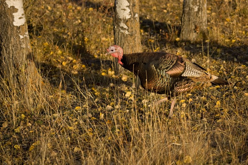 ©TC-Wild Turkeys Fall-D00983-00368.jpg :: Wild turkey gobbler in an stand of aspens feeding on insects among the fallen leaves yellow with fall colors
