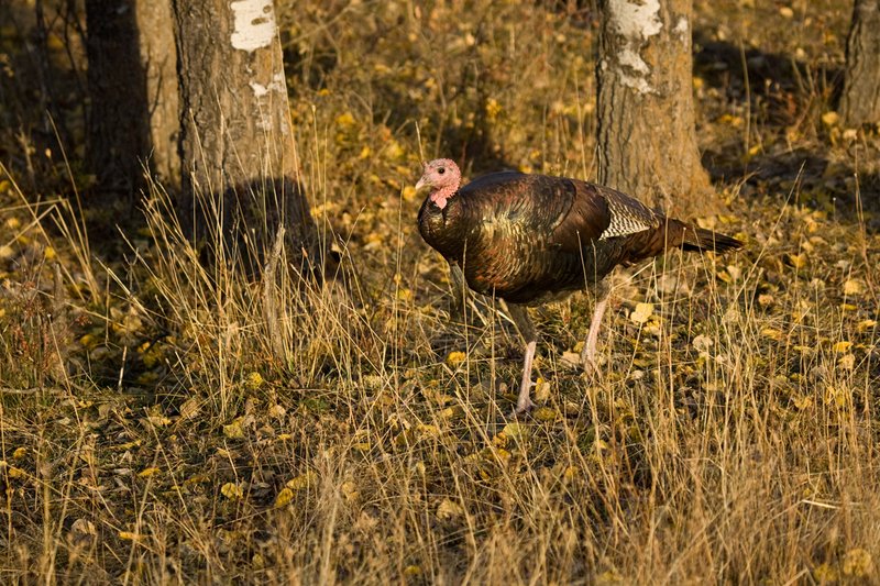 ©TC-Wild Turkeys Fall-D00983-00372.jpg :: Wild turkey gobbler in an stand of aspens feeding on insects among the fallen leaves yellow with fall colors