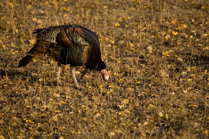 ©TC-Wild Turkeys Fall-D00983-00375.jpg :: Wild turkey gobbler in an stand of aspens feeding on insects among the fallen leaves yellow with fall colors